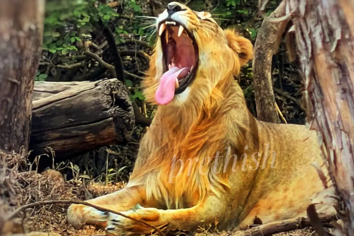 Gujrat ( Land of Lion )