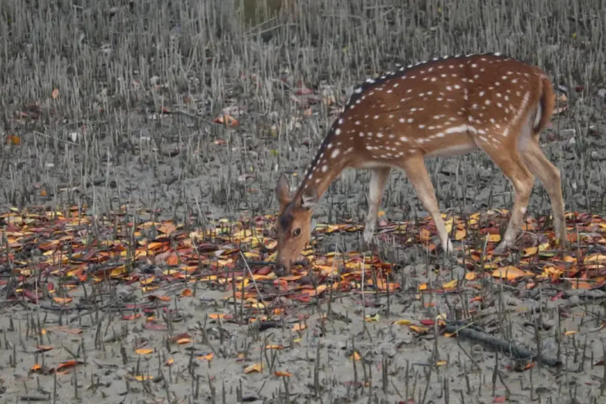 Sundarban (Magic of Mangrove)