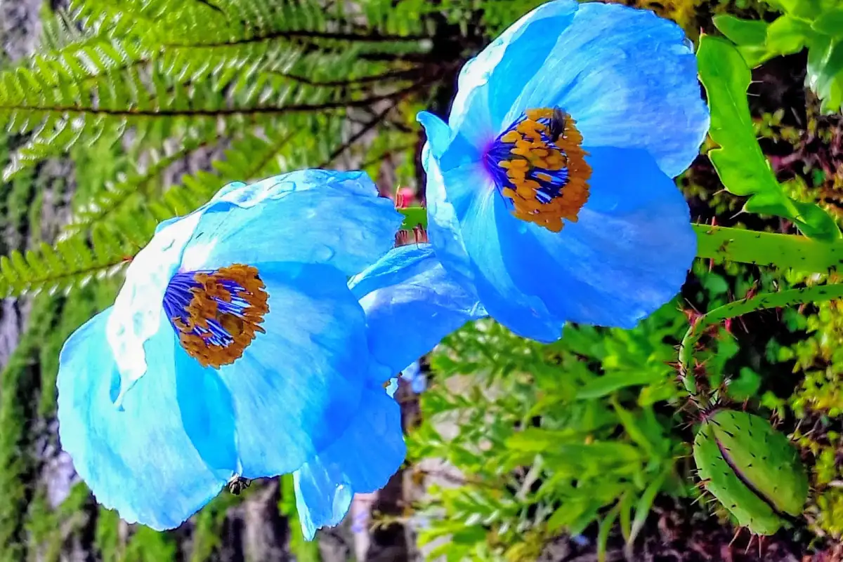 Valley Of Flowers